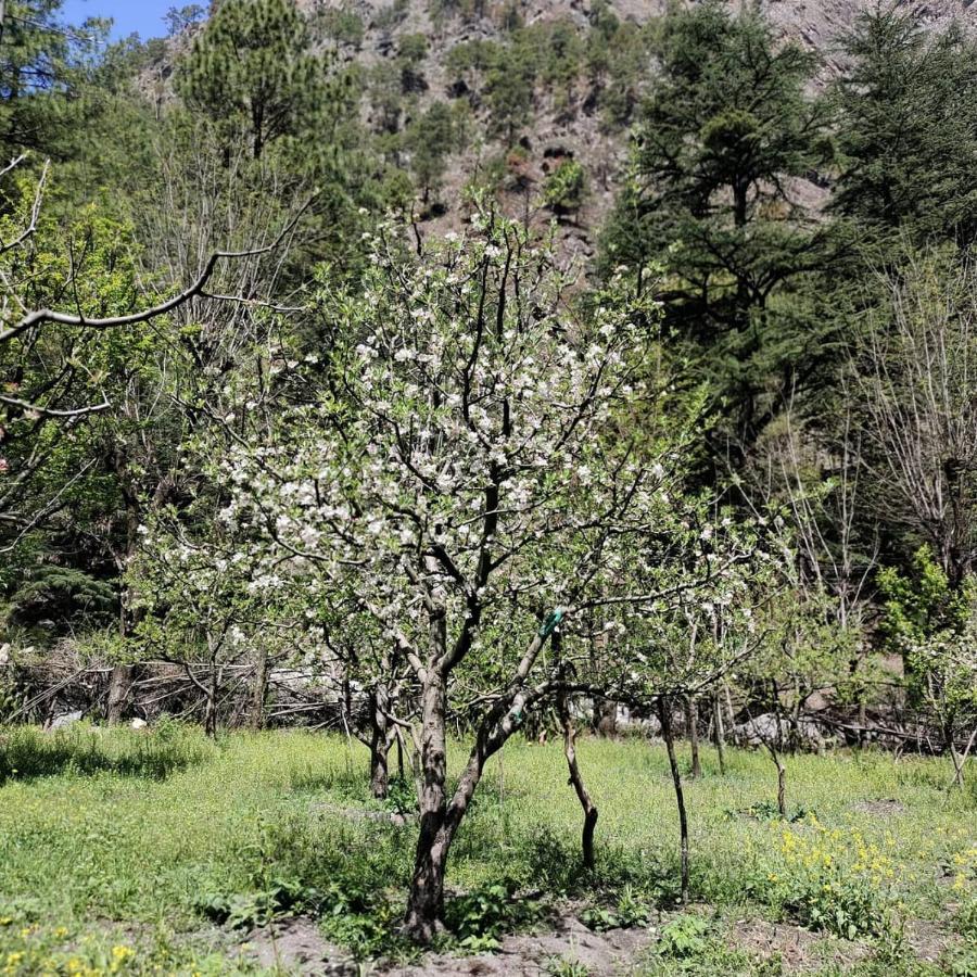 The Royal Orchard Kasol Hotell Eksteriør bilde